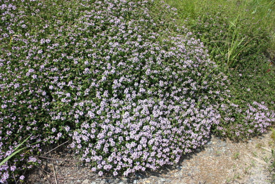 Thymus sp. da determinare -5